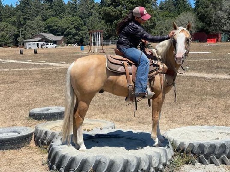 American Quarter Horse Wallach 11 Jahre 150 cm Palomino in Paicines CA