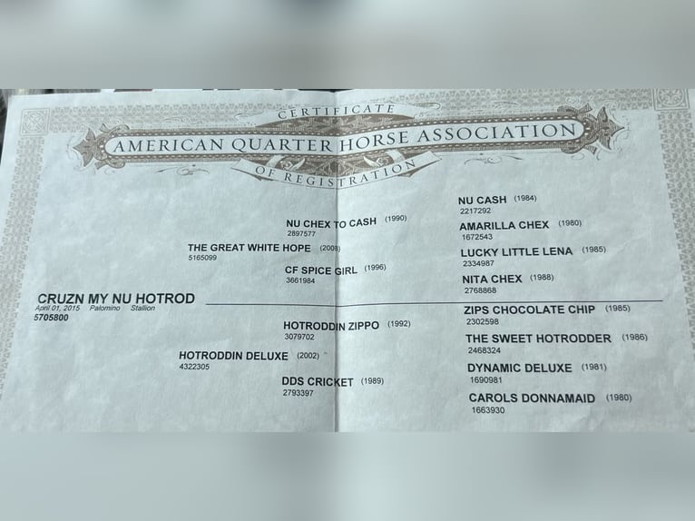 American Quarter Horse Wallach 11 Jahre 150 cm Palomino in Paicines CA