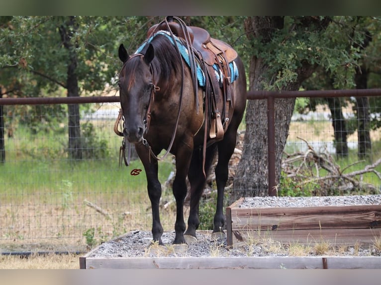 American Quarter Horse Wallach 11 Jahre 150 cm Rappe in Jacksboro, TX