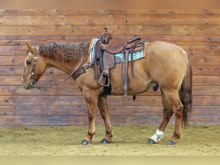 American Quarter Horse Wallach 11 Jahre 150 cm Red Dun in Clarion