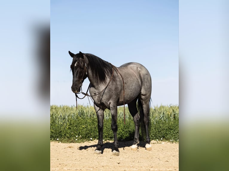 American Quarter Horse Wallach 11 Jahre 150 cm Roan-Blue in Caldwell ID