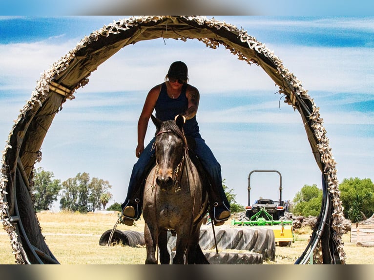 American Quarter Horse Wallach 11 Jahre 150 cm Roan-Blue in Valley Springs CA