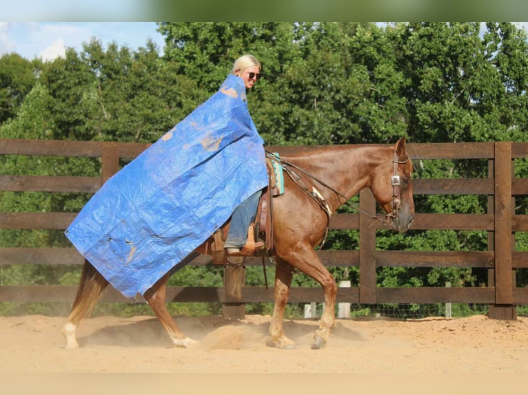 American Quarter Horse Wallach 11 Jahre 150 cm Roan-Red in Cherryville NC