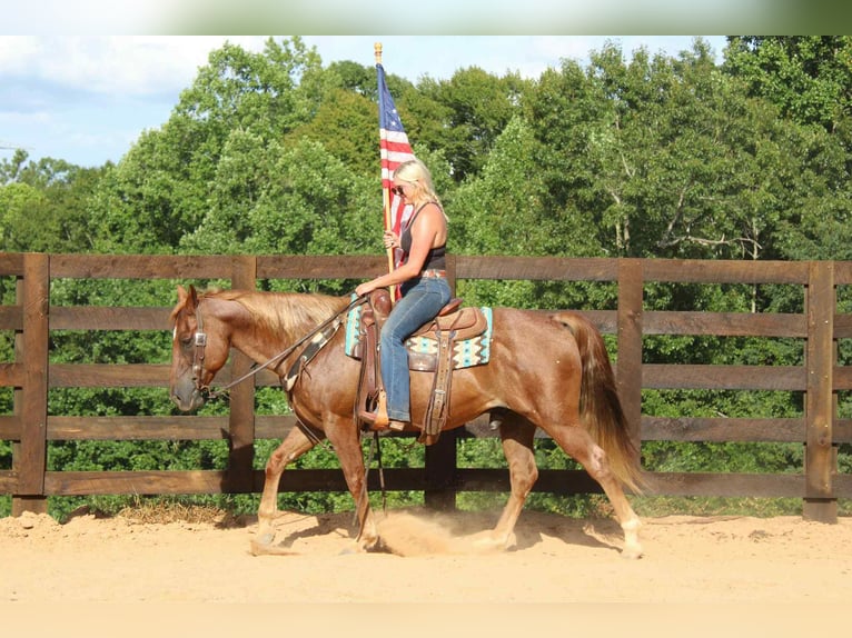 American Quarter Horse Wallach 11 Jahre 150 cm Roan-Red in Cherryville NC