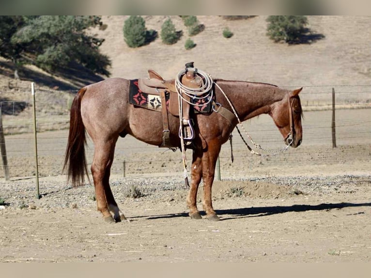 American Quarter Horse Wallach 11 Jahre 150 cm Roan-Red in paicines ca