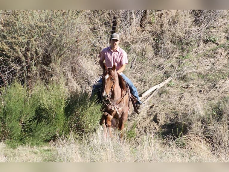 American Quarter Horse Wallach 11 Jahre 150 cm Roan-Red in paicines ca