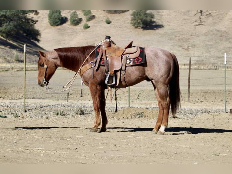 American Quarter Horse Wallach 11 Jahre 150 cm Roan-Red in paicines ca