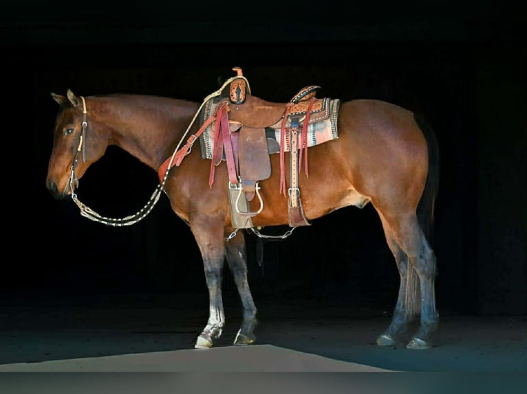American Quarter Horse Wallach 11 Jahre 150 cm Rotbrauner in Rebersburg
