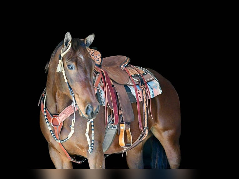 American Quarter Horse Wallach 11 Jahre 150 cm Rotbrauner in Rebersburg