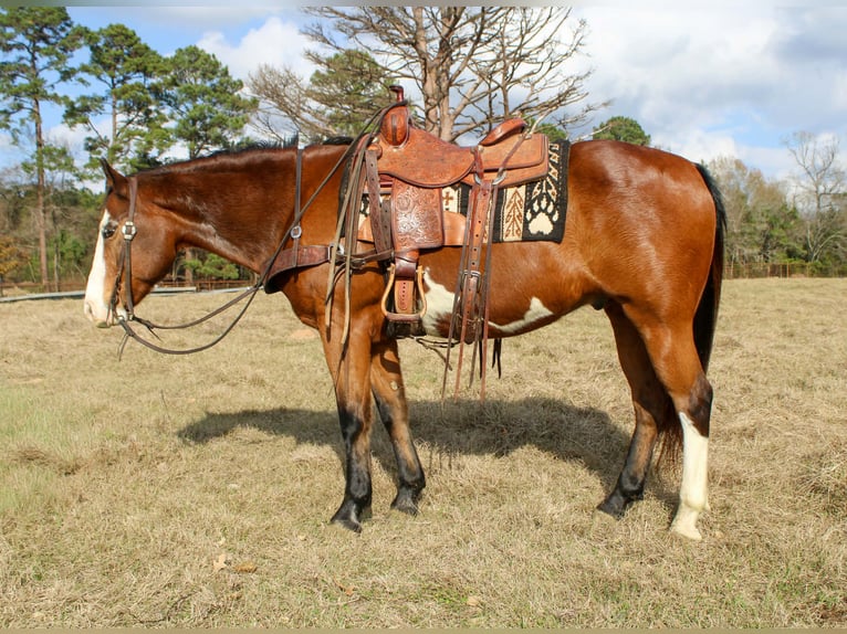 American Quarter Horse Wallach 11 Jahre 150 cm Rotbrauner in Rusk TX