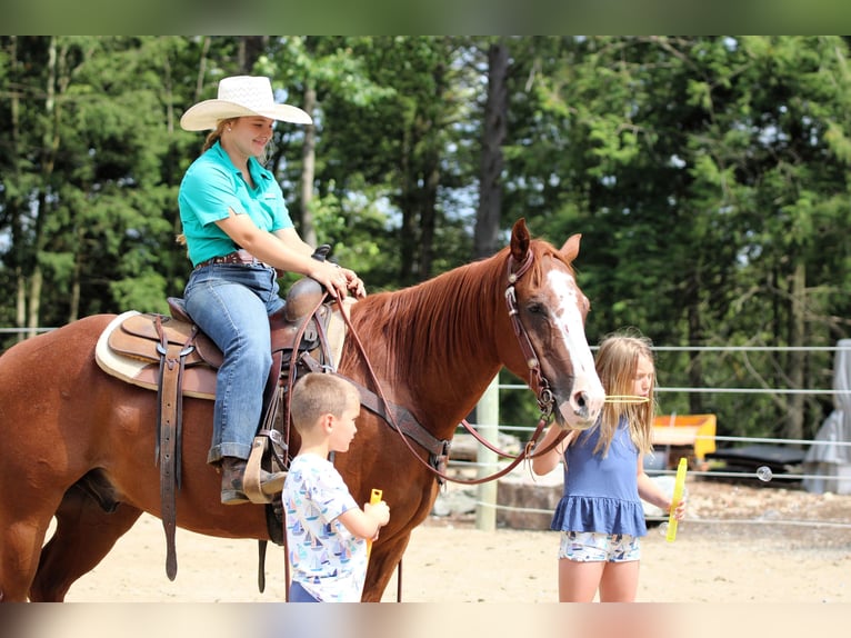 American Quarter Horse Wallach 11 Jahre 150 cm Rotfuchs in Clarion