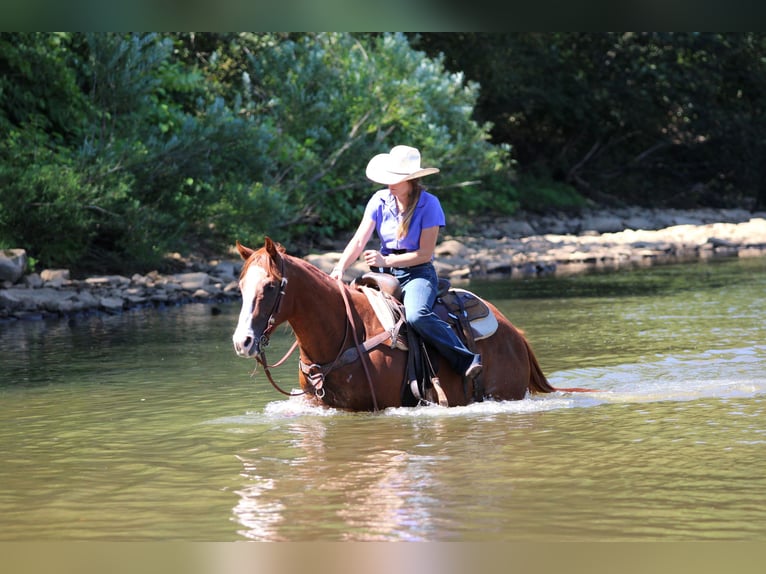 American Quarter Horse Wallach 11 Jahre 150 cm Rotfuchs in Clarion