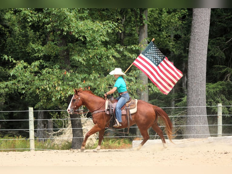 American Quarter Horse Wallach 11 Jahre 150 cm Rotfuchs in Clarion