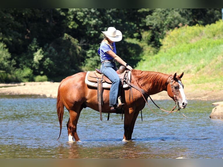 American Quarter Horse Wallach 11 Jahre 150 cm Rotfuchs in Clarion