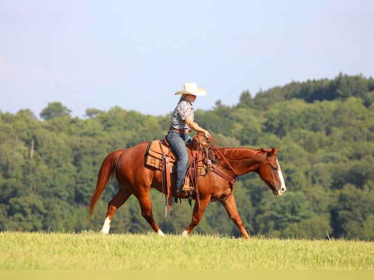 American Quarter Horse Wallach 11 Jahre 150 cm Rotfuchs in Clarion