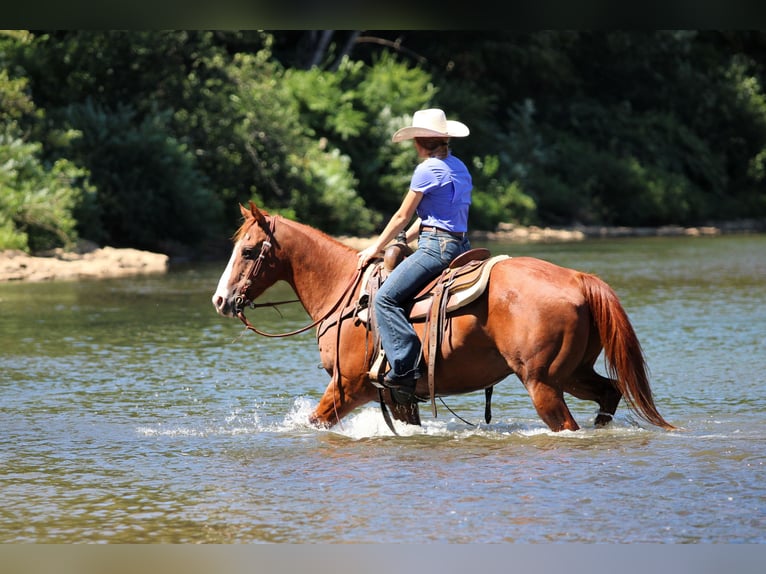 American Quarter Horse Wallach 11 Jahre 150 cm Rotfuchs in Clarion