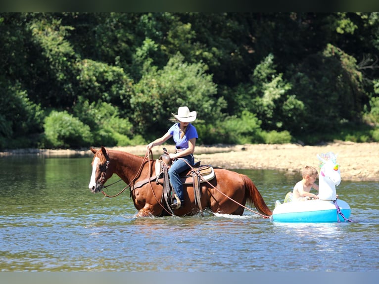 American Quarter Horse Wallach 11 Jahre 150 cm Rotfuchs in Clarion