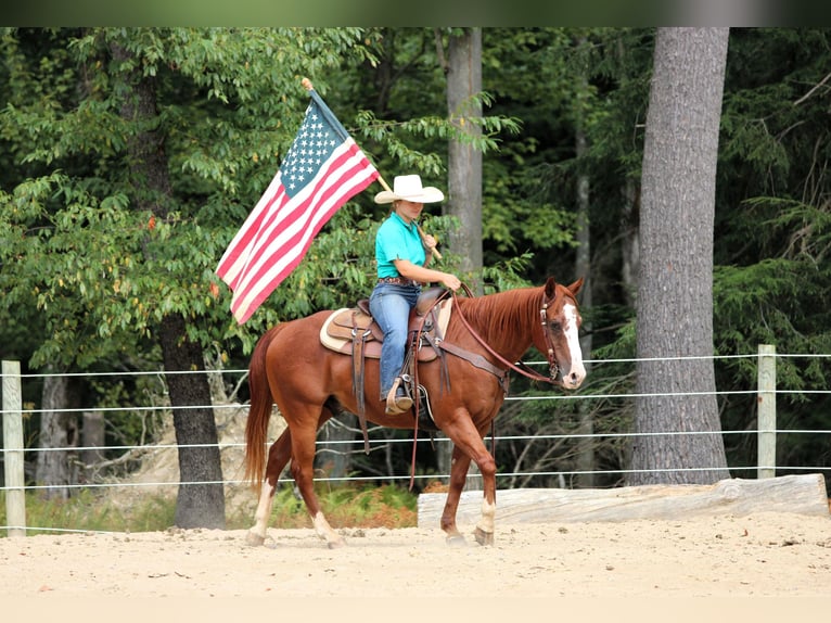 American Quarter Horse Wallach 11 Jahre 150 cm Rotfuchs in Clarion
