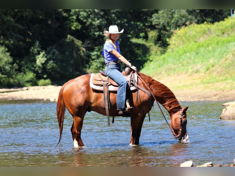 American Quarter Horse Wallach 11 Jahre 150 cm Rotfuchs in Clarion