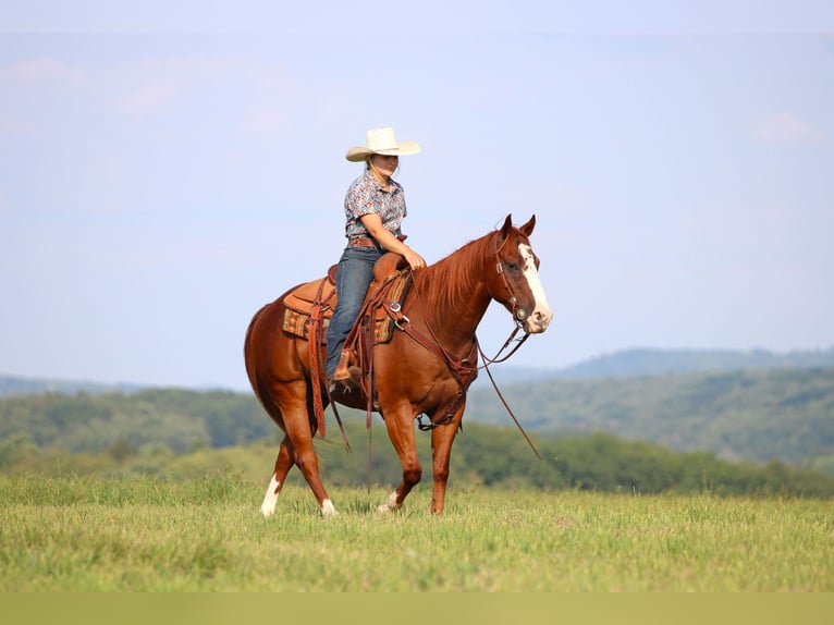 American Quarter Horse Wallach 11 Jahre 150 cm Rotfuchs in Clarion
