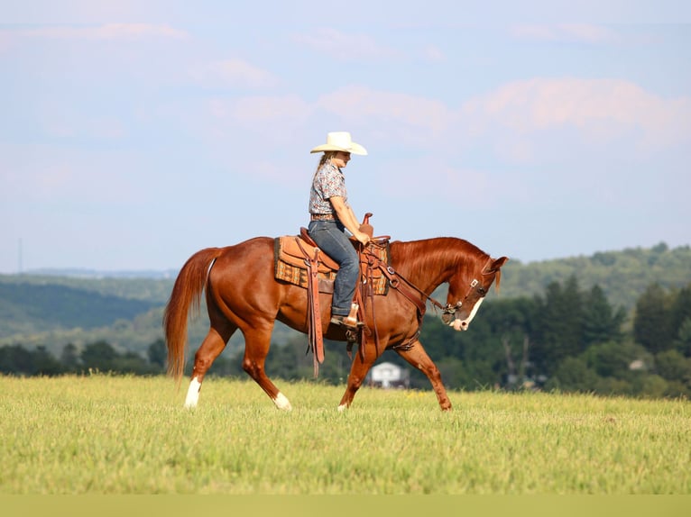 American Quarter Horse Wallach 11 Jahre 150 cm Rotfuchs in Clarion