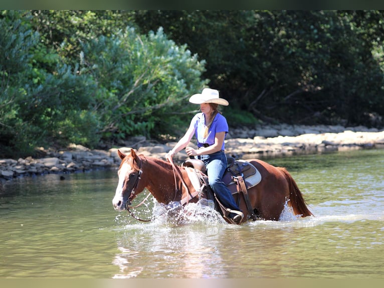 American Quarter Horse Wallach 11 Jahre 150 cm Rotfuchs in Clarion