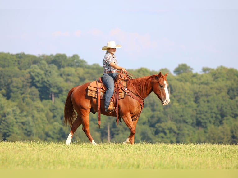 American Quarter Horse Wallach 11 Jahre 150 cm Rotfuchs in Clarion