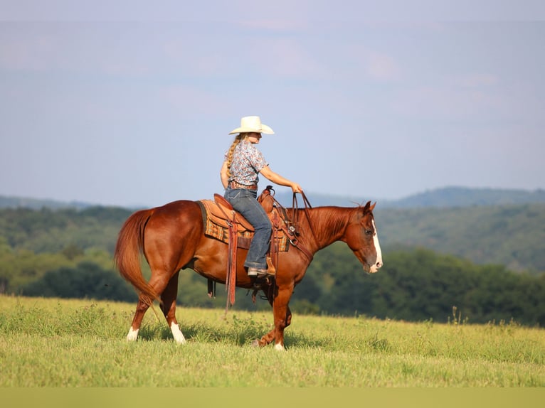 American Quarter Horse Wallach 11 Jahre 150 cm Rotfuchs in Clarion
