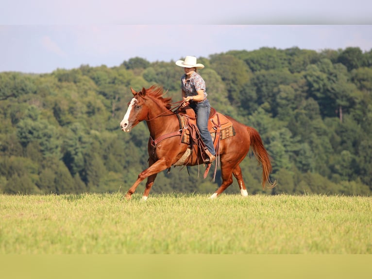 American Quarter Horse Wallach 11 Jahre 150 cm Rotfuchs in Clarion