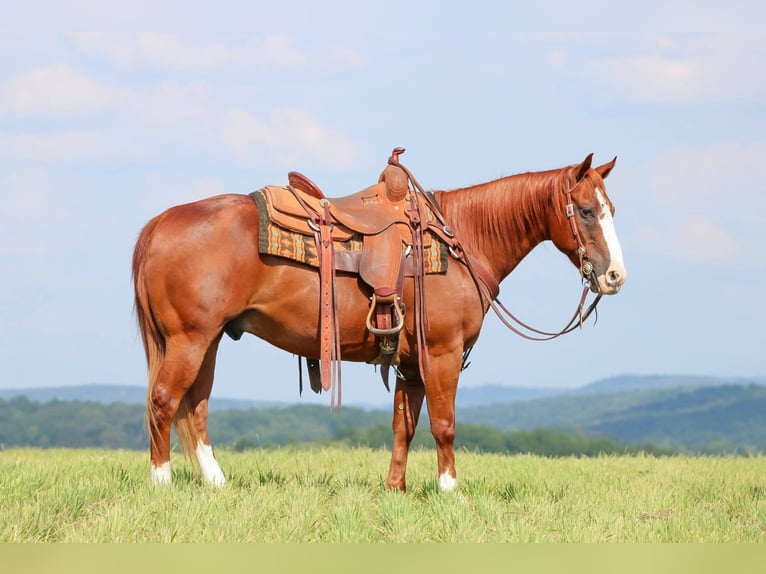 American Quarter Horse Wallach 11 Jahre 150 cm Rotfuchs in Clarion