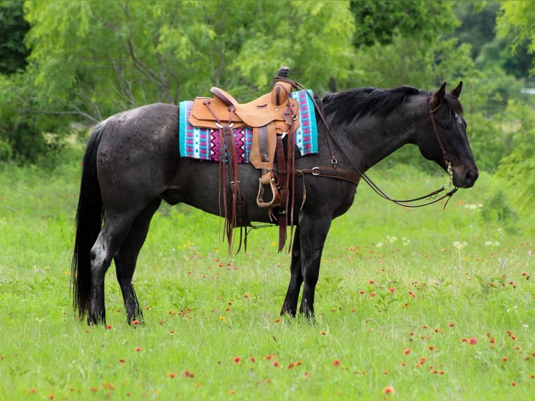 American Quarter Horse Wallach 11 Jahre 150 cm Schimmel in Cottonwood AZ
