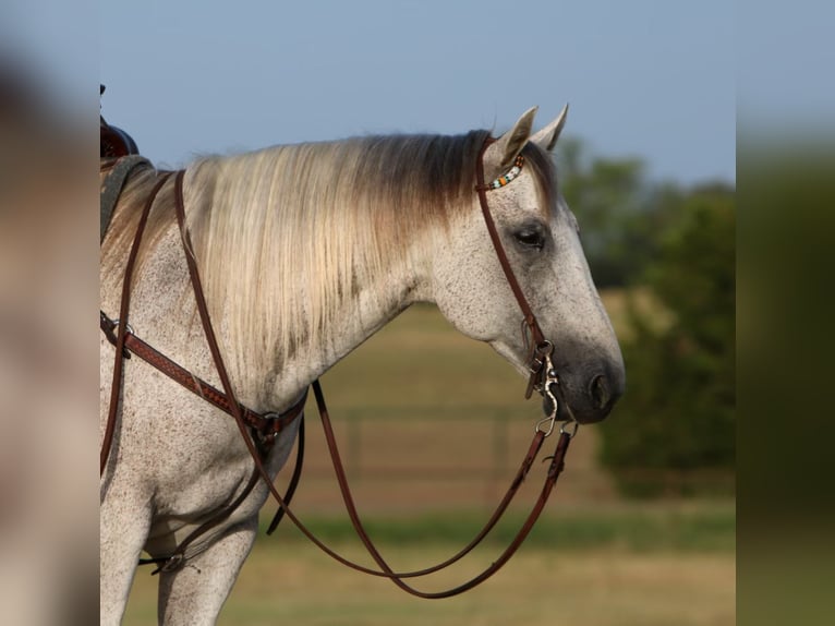 American Quarter Horse Wallach 11 Jahre 150 cm Schimmel in Joshua TX