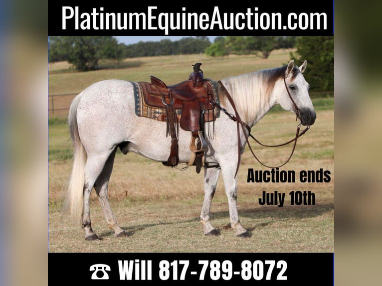 American Quarter Horse Wallach 11 Jahre 150 cm Schimmel in Joshua TX