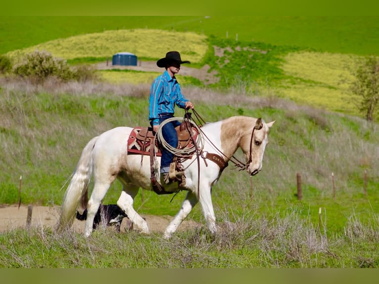 American Quarter Horse Wallach 11 Jahre 150 cm Tobiano-alle-Farben in Paicines CA