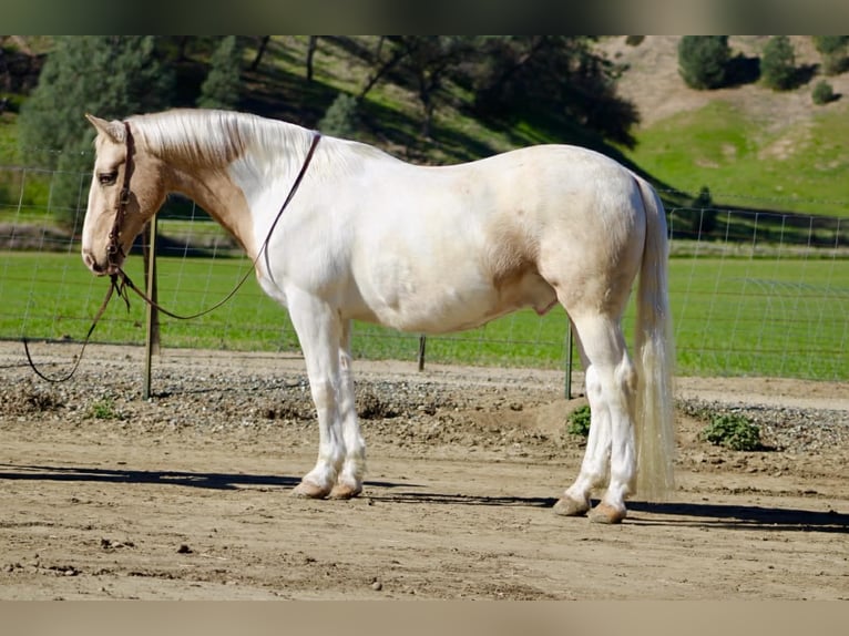 American Quarter Horse Wallach 11 Jahre 150 cm Tobiano-alle-Farben in Paicines CA