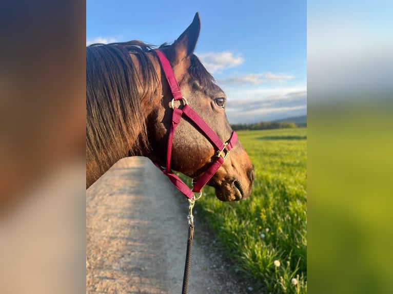 American Quarter Horse Wallach 11 Jahre 151 cm Brauner in Hinwil