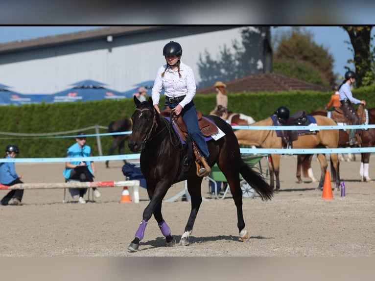American Quarter Horse Wallach 11 Jahre 151 cm Brauner in Hinwil