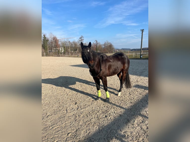 American Quarter Horse Wallach 11 Jahre 151 cm Brauner in Hinwil