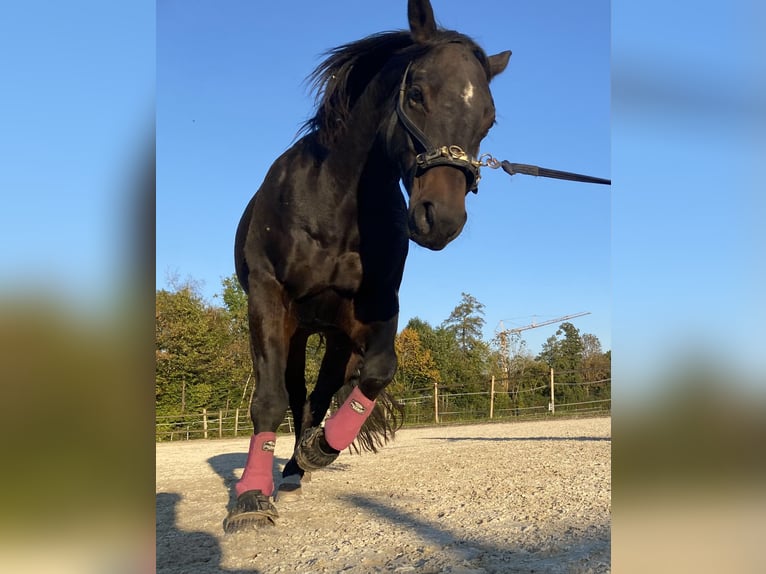 American Quarter Horse Wallach 11 Jahre 151 cm Brauner in Hinwil