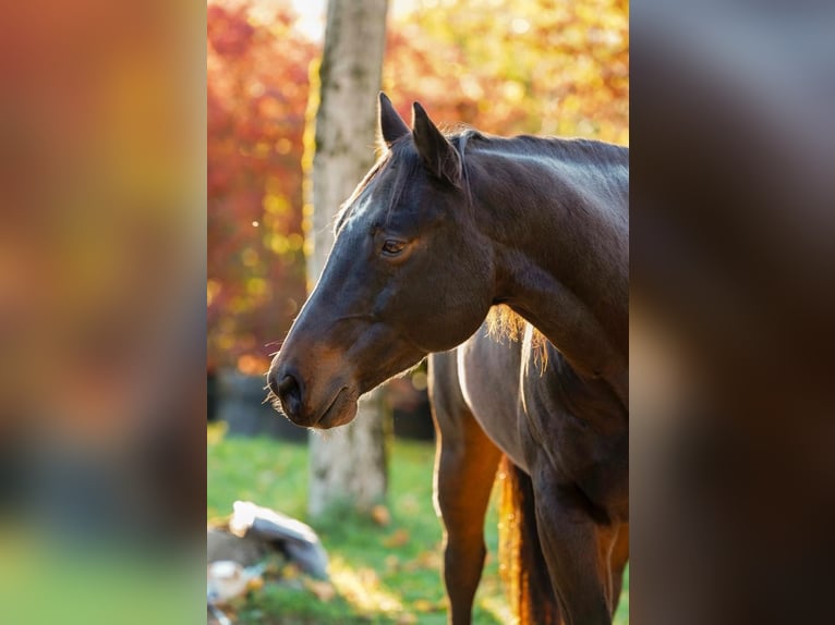 American Quarter Horse Wallach 11 Jahre 151 cm Brauner in Hinwil