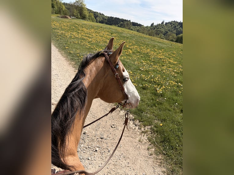 American Quarter Horse Wallach 11 Jahre 151 cm Red Dun in Waldkirchen
