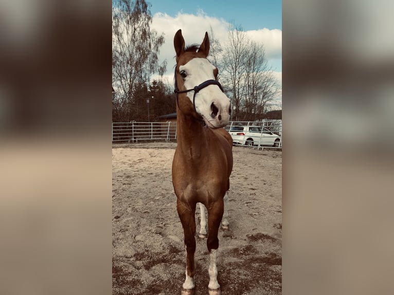 American Quarter Horse Wallach 11 Jahre 151 cm Red Dun in Waldkirchen