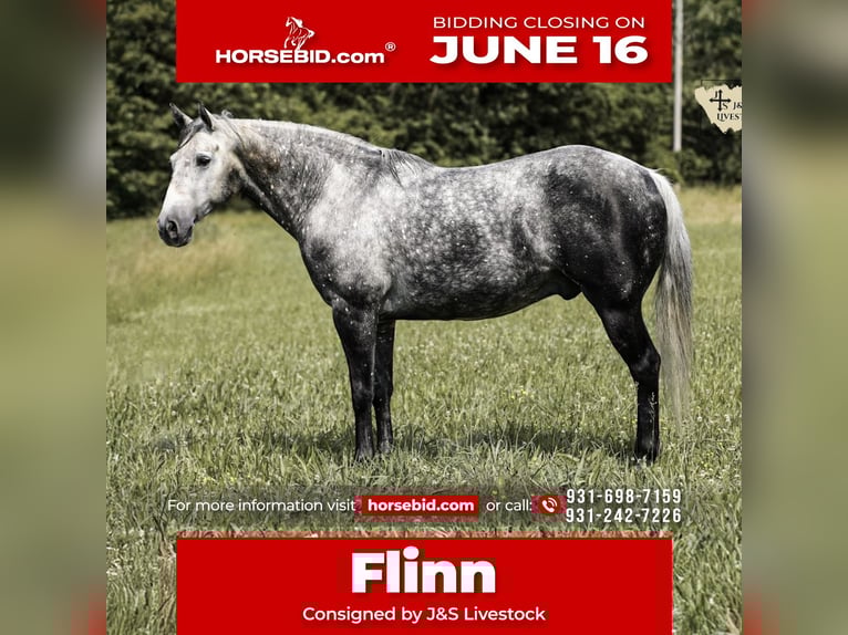 American Quarter Horse Wallach 11 Jahre 152 cm Apfelschimmel in Santa Fe, TN