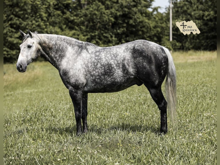 American Quarter Horse Wallach 11 Jahre 152 cm Apfelschimmel in Santa Fe, TN