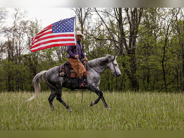 American Quarter Horse Wallach 11 Jahre 152 cm Apfelschimmel in Santa Fe, TN