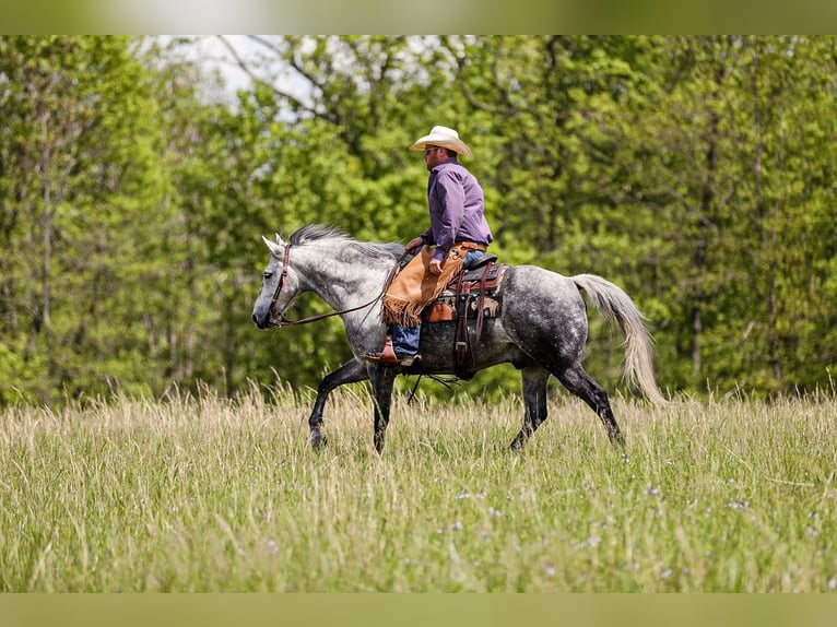 American Quarter Horse Wallach 11 Jahre 152 cm Apfelschimmel in Santa Fe, TN