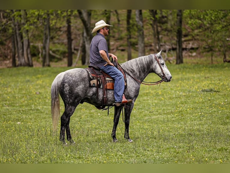 American Quarter Horse Wallach 11 Jahre 152 cm Apfelschimmel in Santa Fe, TN