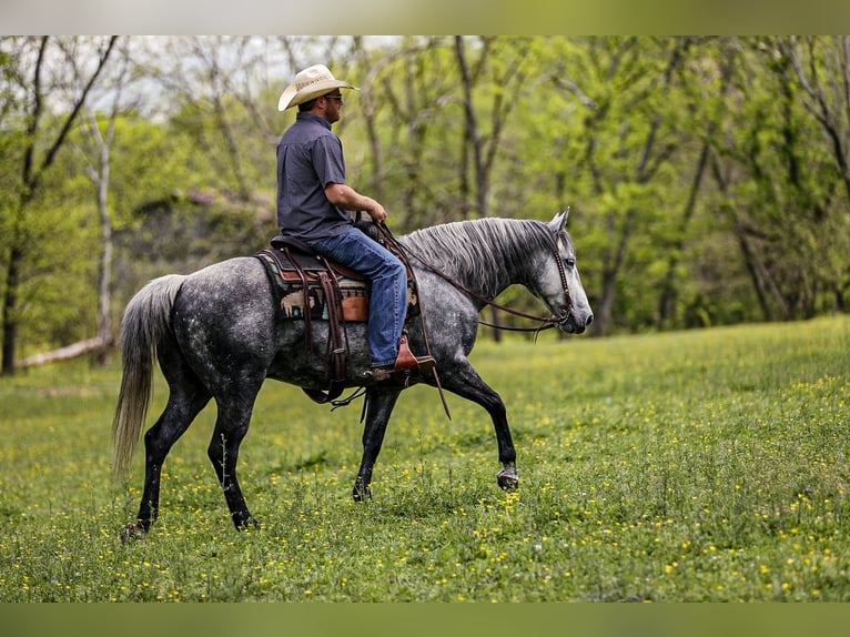 American Quarter Horse Wallach 11 Jahre 152 cm Apfelschimmel in Santa Fe, TN