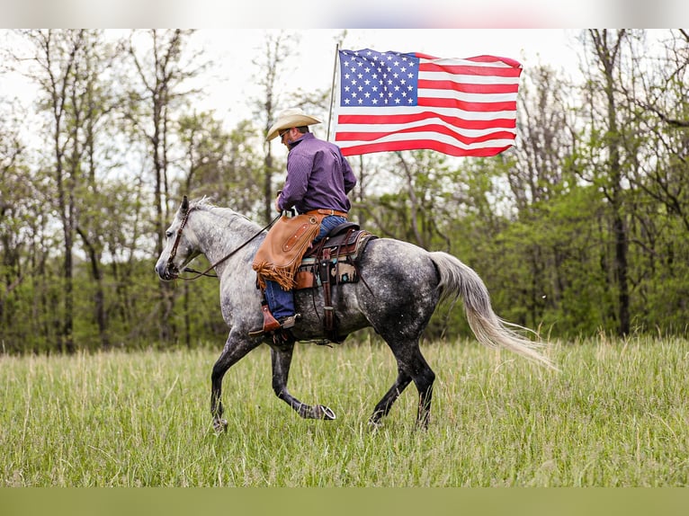 American Quarter Horse Wallach 11 Jahre 152 cm Apfelschimmel in Santa Fe, TN
