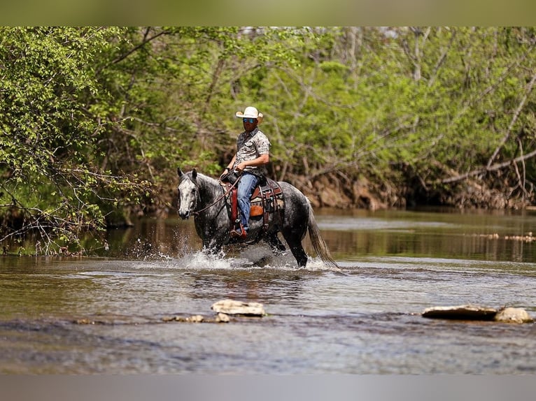 American Quarter Horse Wallach 11 Jahre 152 cm Apfelschimmel in Santa Fe, TN